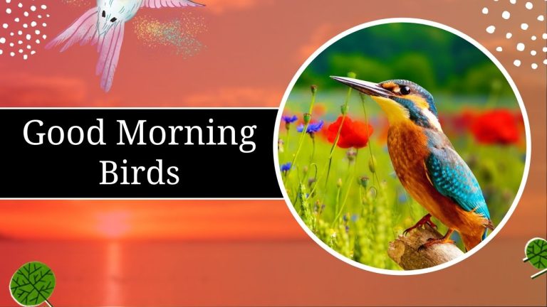 135+ GOOD MORNING BIRDS IMAGES
